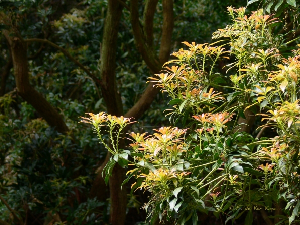 Bois des Moutiers (23) Mai 2012